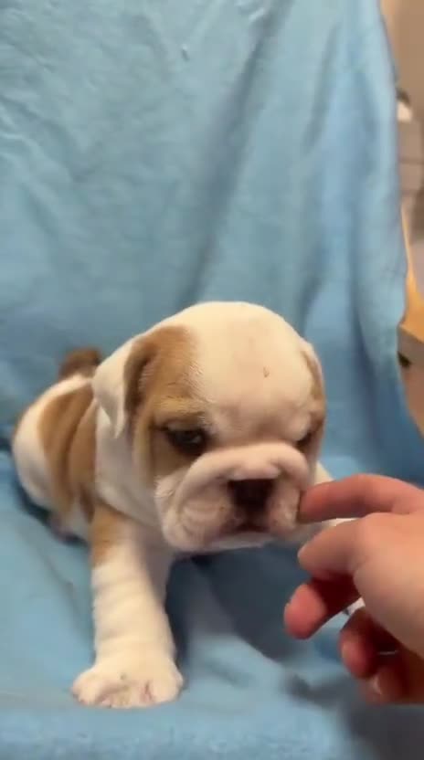 Bulldog Inglés perros en venta: Bulldog inglés macho  - Video 1