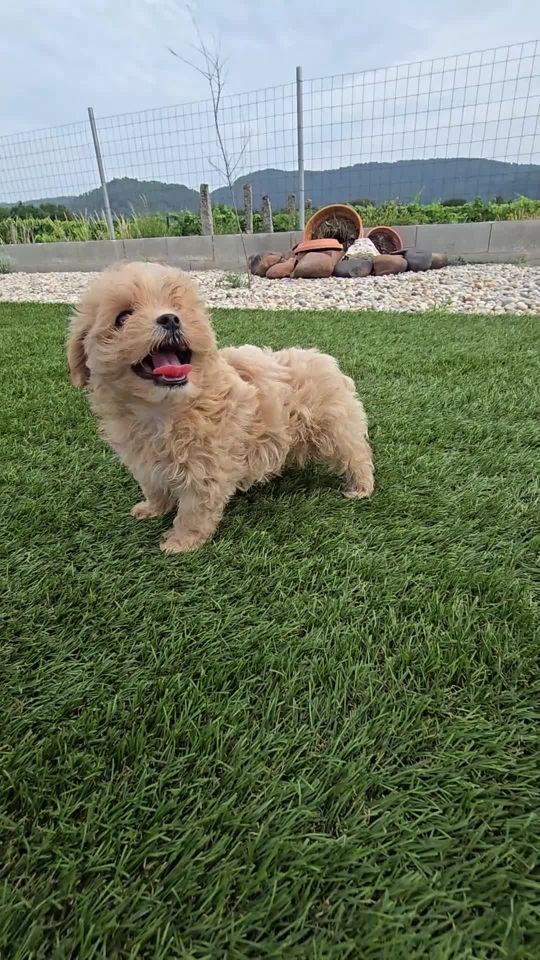 Maltipoo perros en venta: Maltipoo Toy Asiático:auténticos ositos de peluche - Video 1