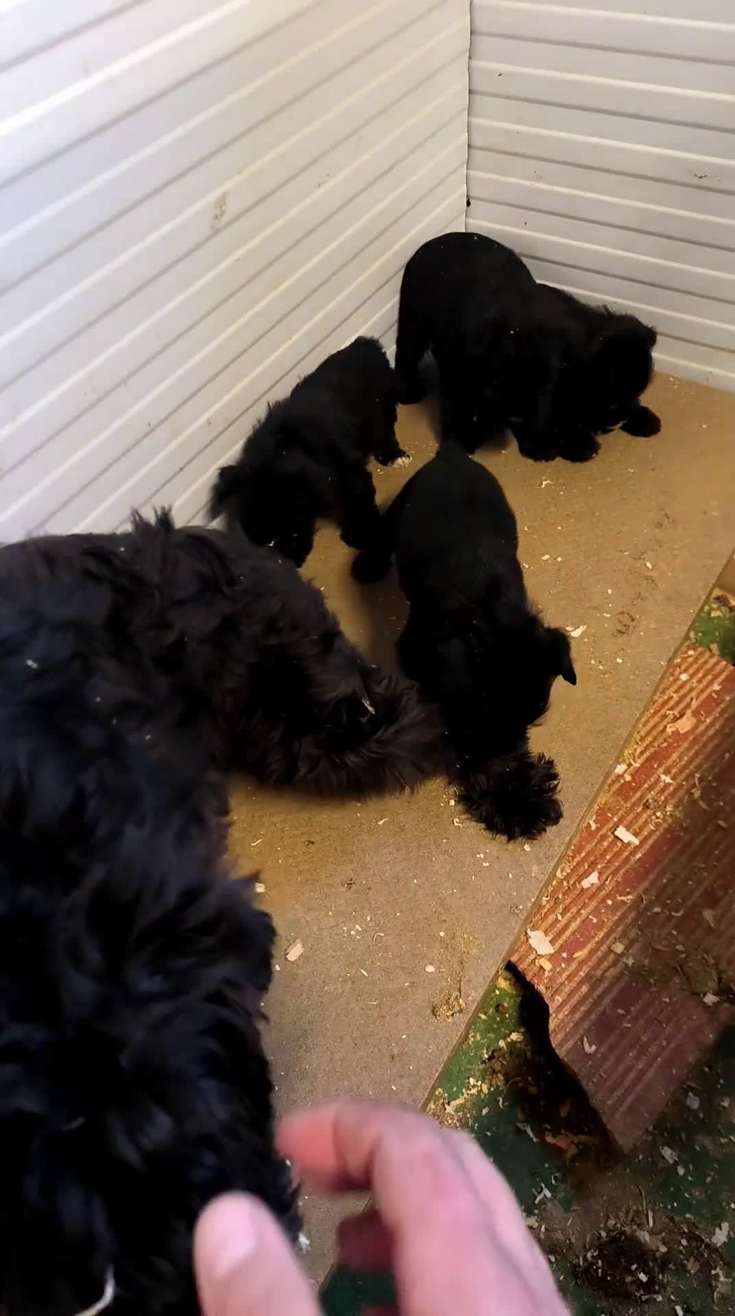 Schnauzer Miniatura perros en venta: Camada de Schnauzer miniatura negros - Video 1