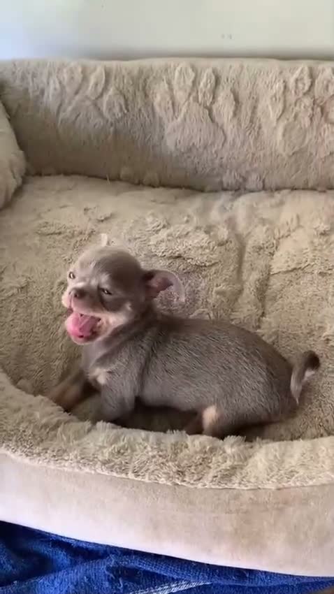 Chihuahua perros en venta: Precioso chihuahua - Video 1