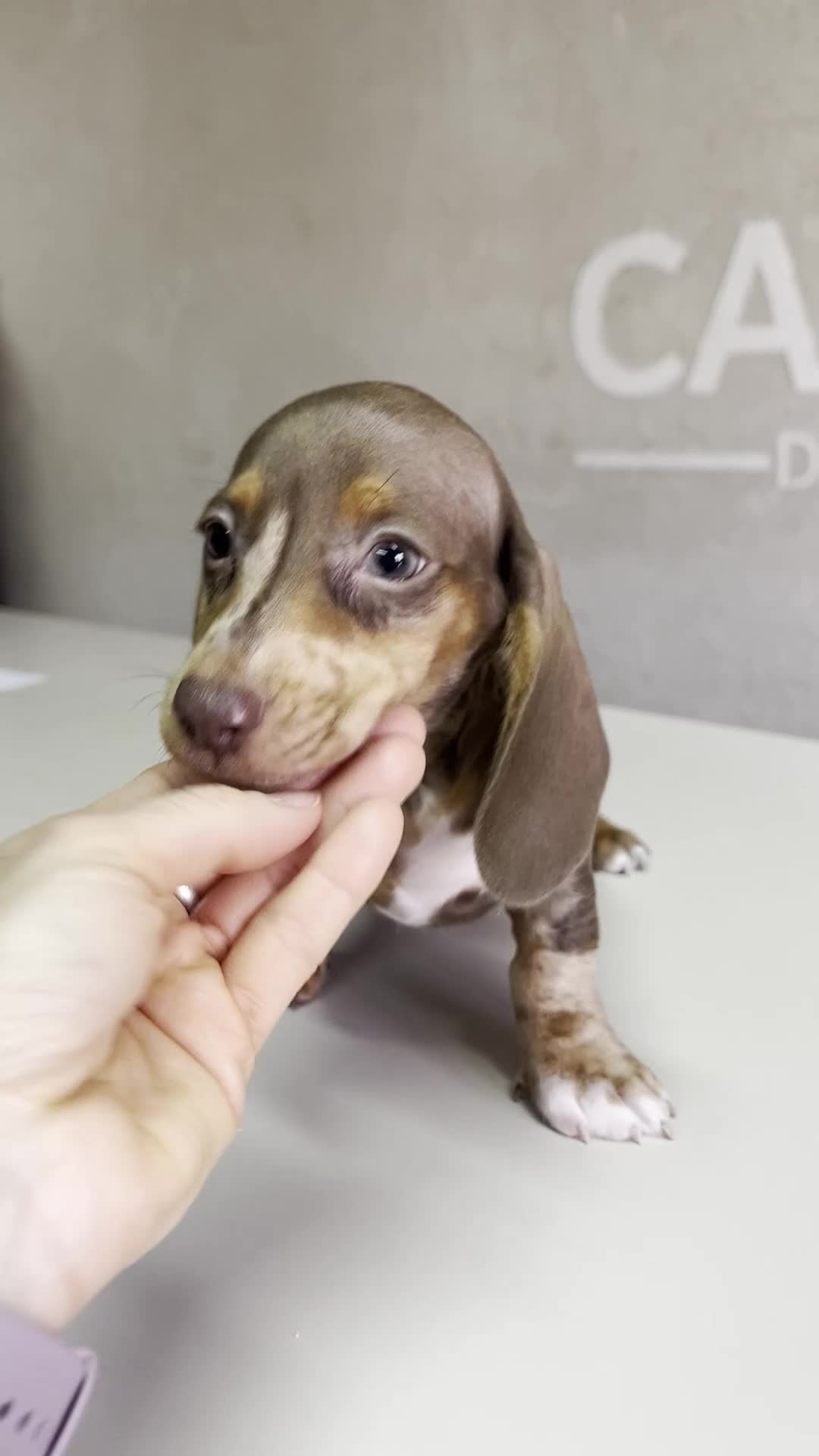 Teckel perros en venta: Teckel - Video 1