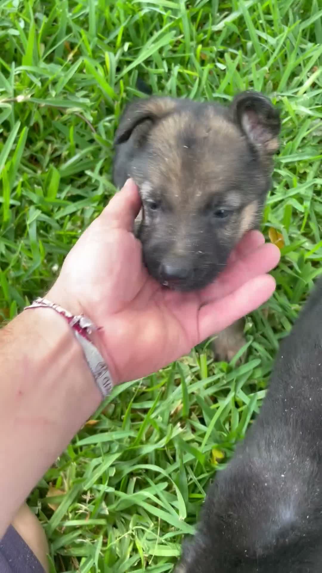 Pastor Alemán perros en venta: Pastor alemán  - Video 1