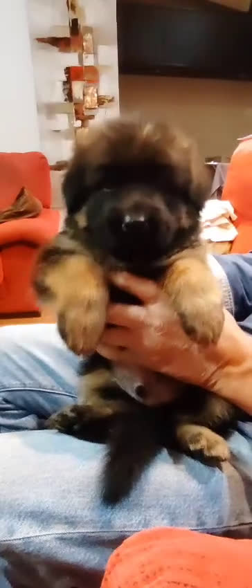 Pastor Alemán perros en venta: Nueva Camada de Pastor manto Negro - Video 4