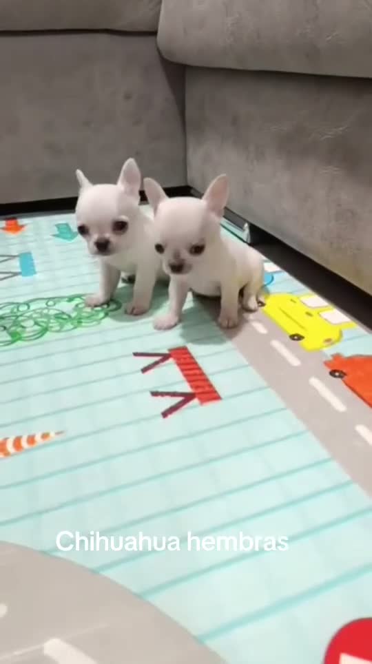 Chihuahua perros en venta: Chihuahua - Video 1