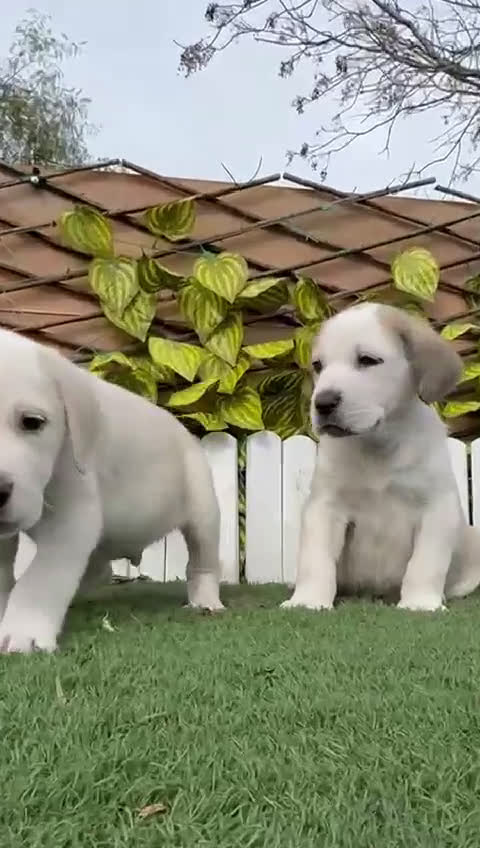 Mastín Español perros en venta: MASTIN ESPAÑOL MACHOS - Video 2