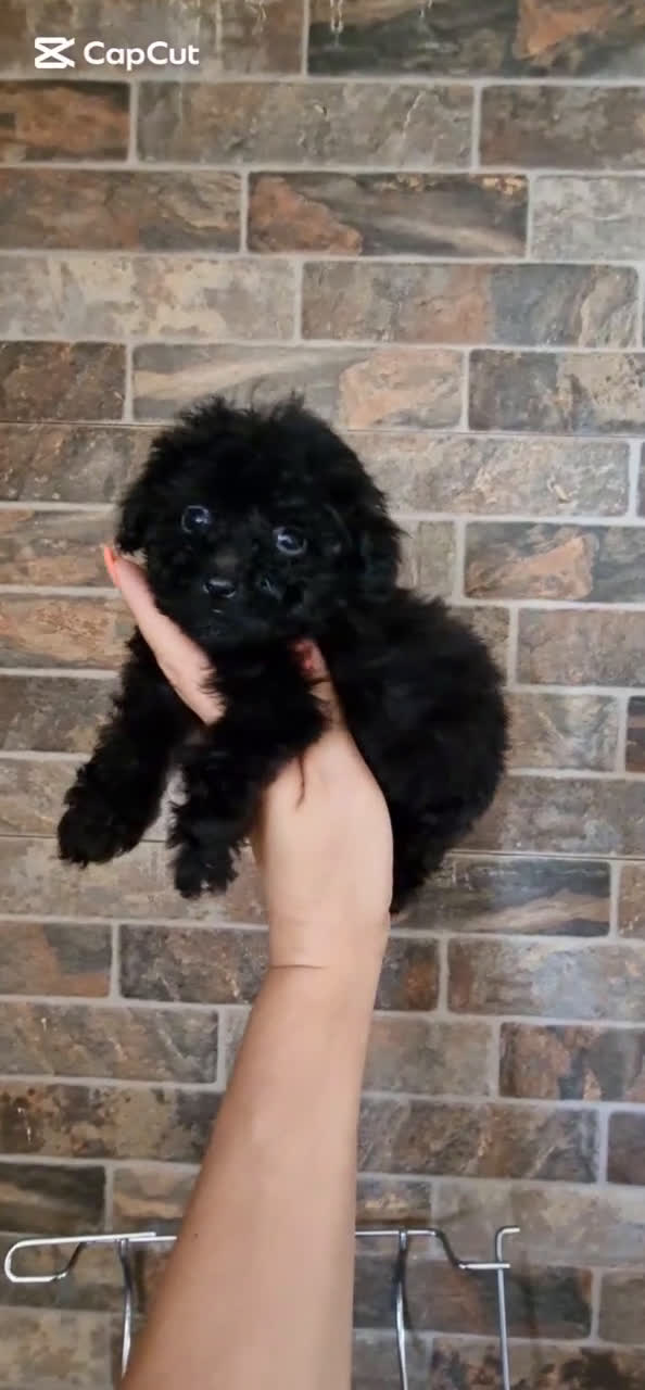 Caniche Toy perros en venta: HEMBRA CANICHE TOY - Video 1