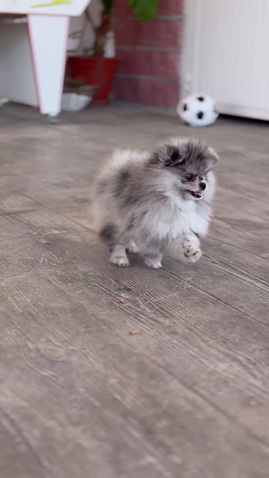 Pomerania perros en venta: 🌟 Prodigy – Belleza Merlé en miniatura 🐾 - Video 1