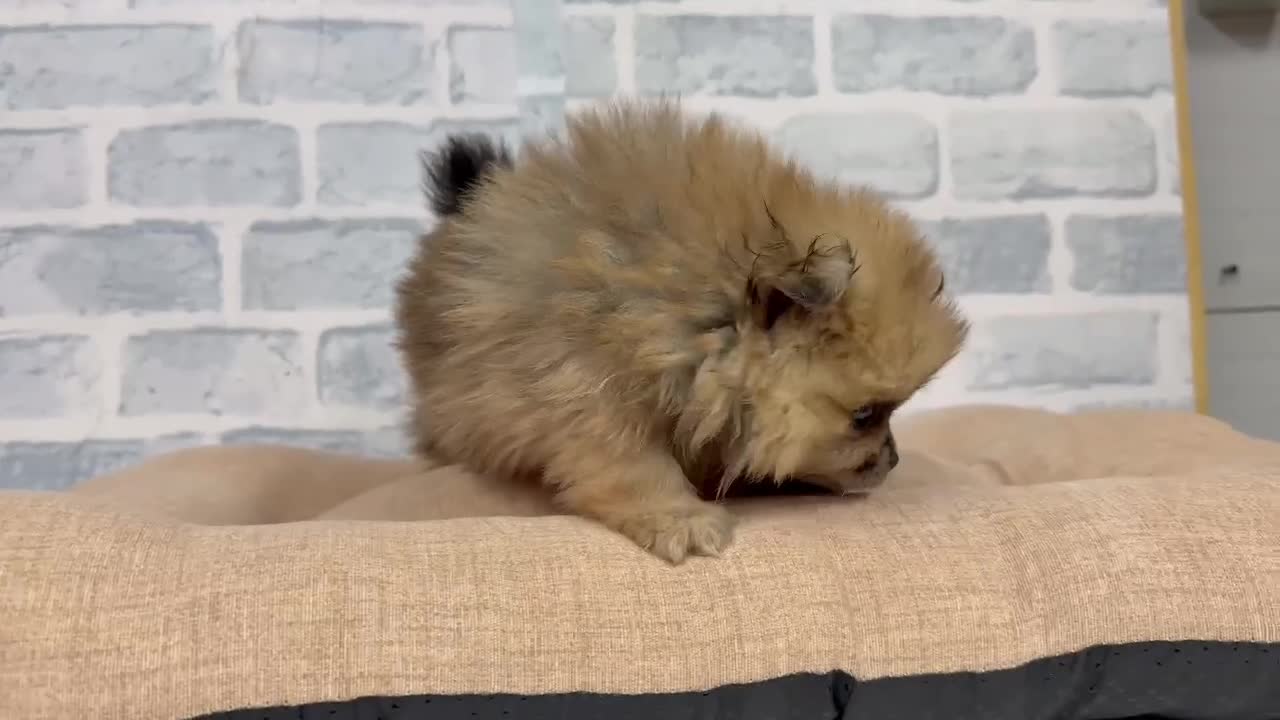 Pomerania perros en venta: Lulú de pomerania Macho y hembra en granada  - Video 1