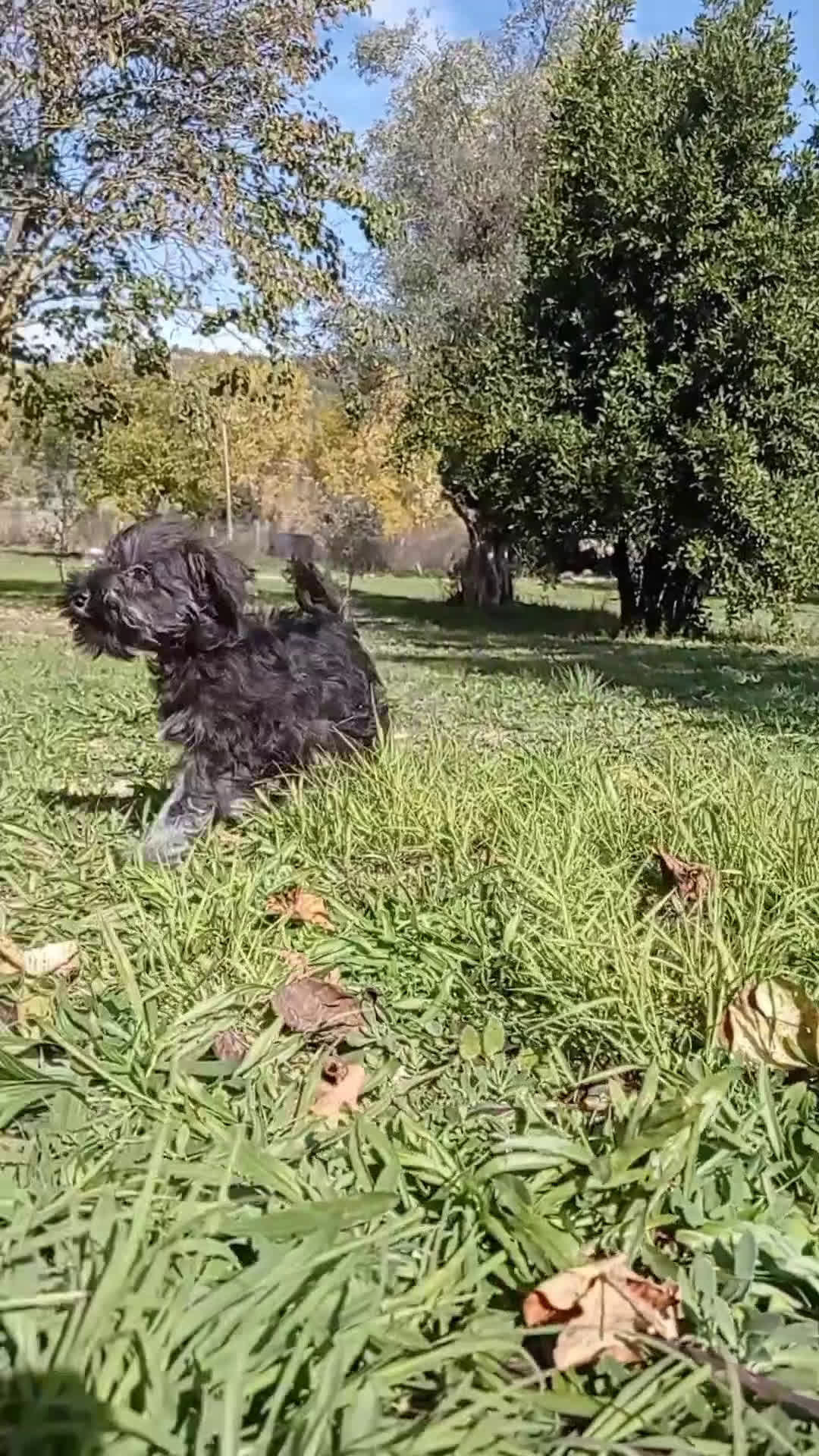 Schnauzer Miniatura perros en venta: Schnauzer mini sal y pimienta  - Video 1