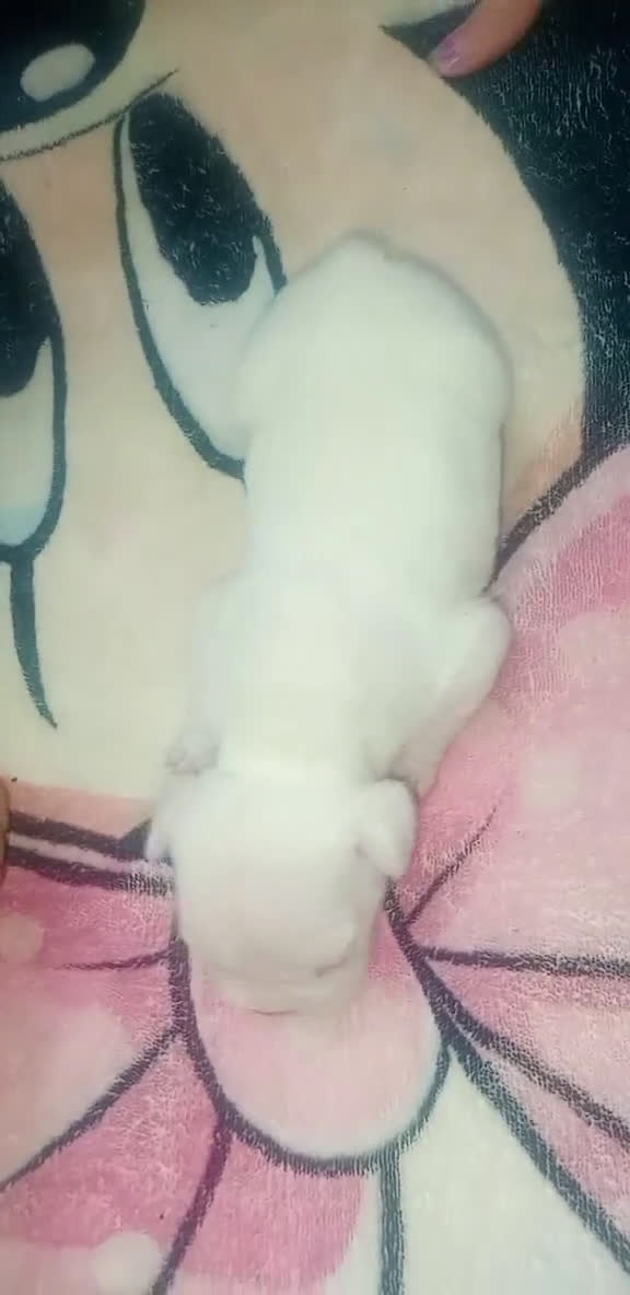 Bulldog Francés perros en venta: Macho bulldog francés  - Video 1