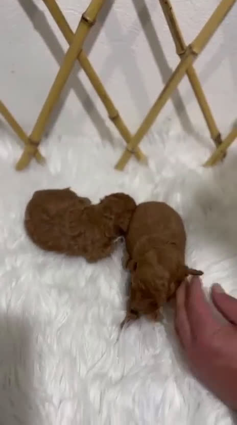 Caniche Toy perros en venta: CANICHE MINI TOY ROJO PIMENTÓN - Video 1