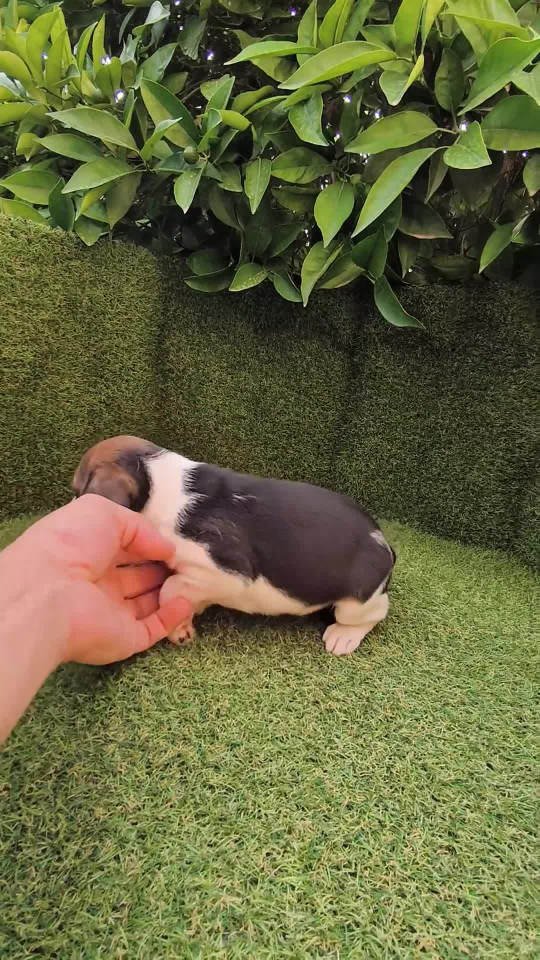 Beagle perros en venta: camada de beagles tricolor  - Video 1