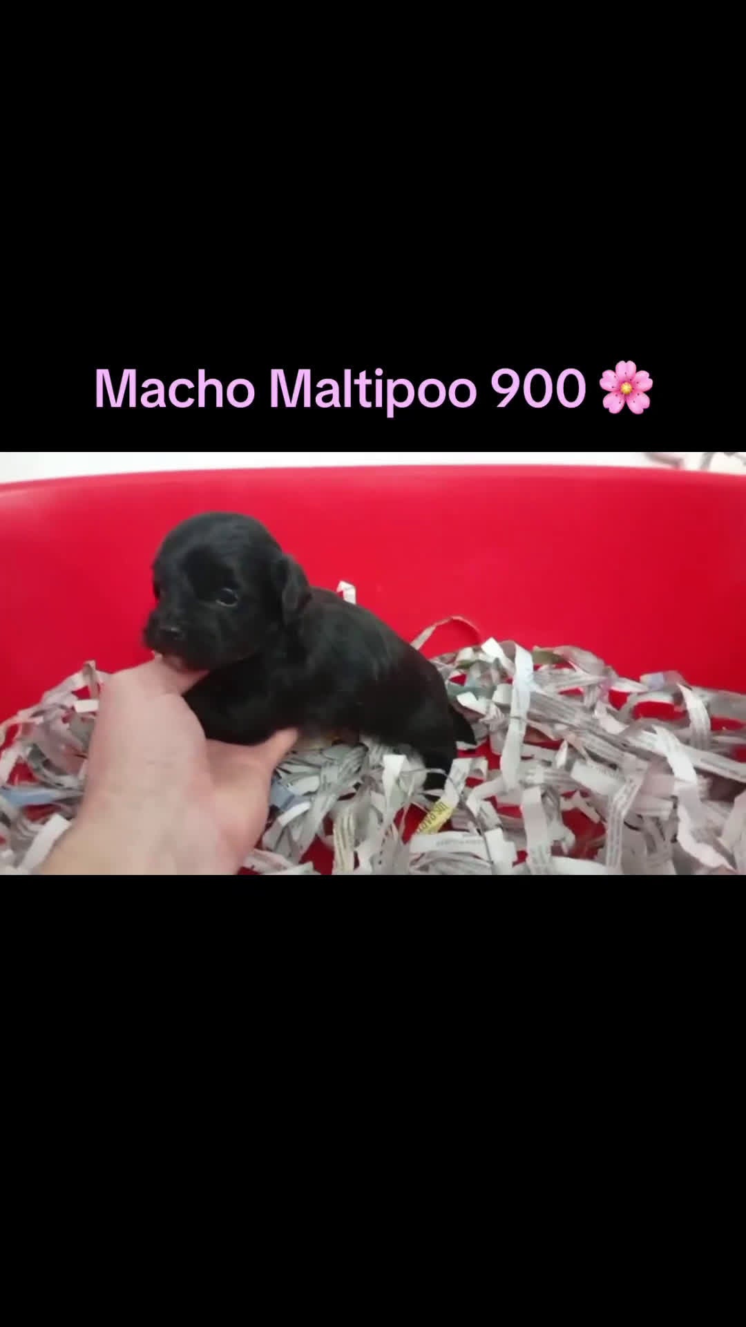 Maltipoo perros en venta: Macho maltipoo - Video 1