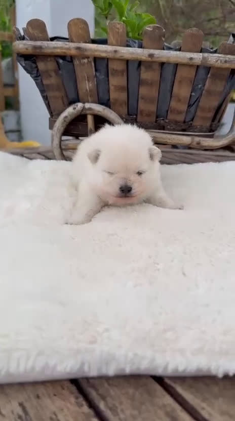 Pomerania perros en venta: Lulu de pomeranias Toy preciosos crema  - Video 2