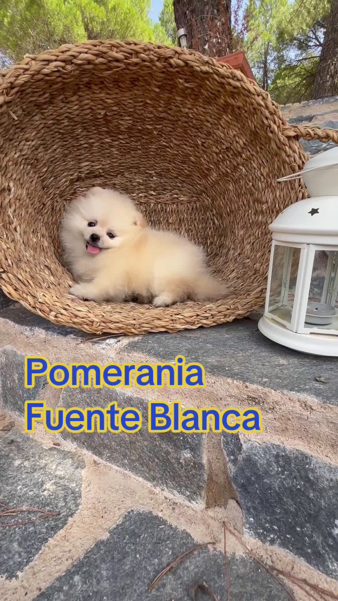 Pomerania perros en venta: Pomerania de caramelo para entregar !! - Video 1