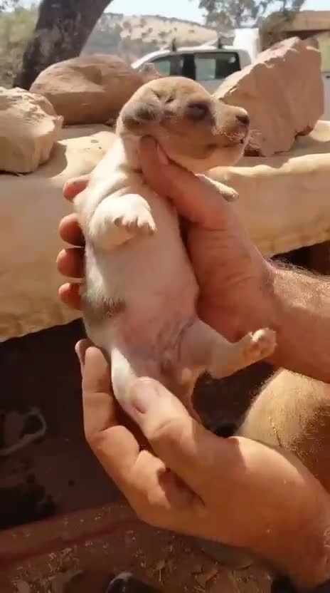 Jack Russell Terrier perros en venta: Jack Russell Terrier - Video 4