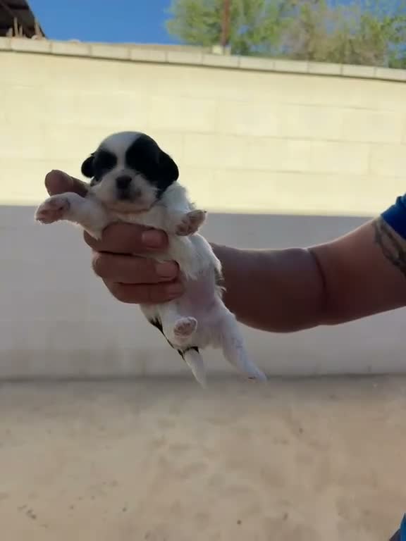 Shih Tzu perros en venta: Shih Tzu - Video 3