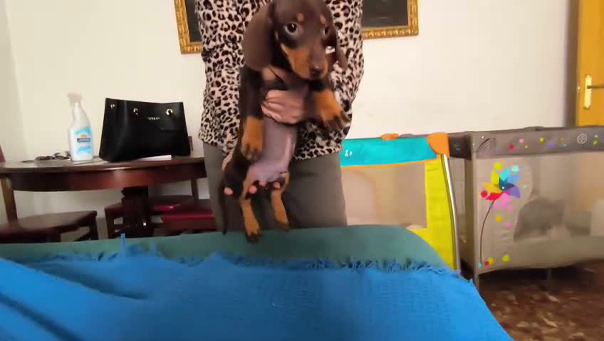 Teckel perros en venta: Teckel kanichen  - Video 2