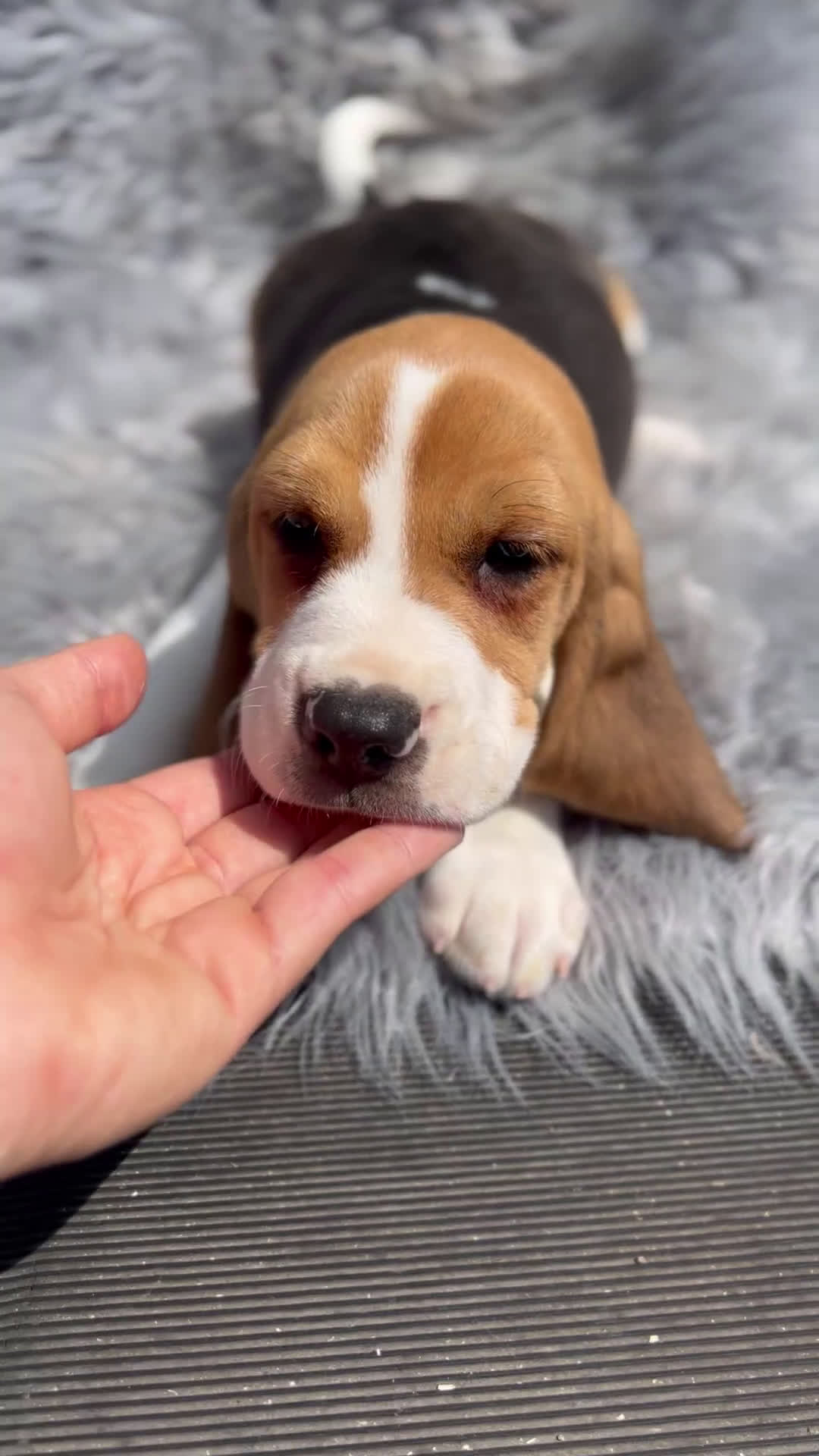 Beagle perros en venta: BEAGLE tricolor  - Video 1