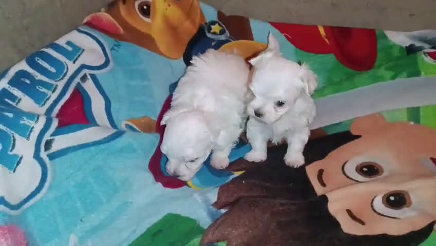 Bichón Maltés perros en venta: MACHITOS BICHON MALTES Chiquitin: 800 €/TOY: 900 € - Video 1