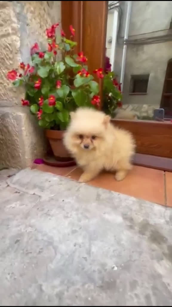 Pomerania perros en venta: 🐾✨ CAMADA DE POMERANIA DISPONIBLE – JORSANPET ✨🐾 - Video 3
