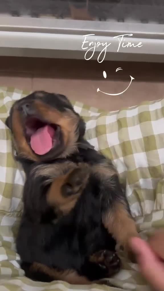 Rottweiler perros en venta: PRECIOSOS CACHORROS DE ROTTWEILER - Video 1
