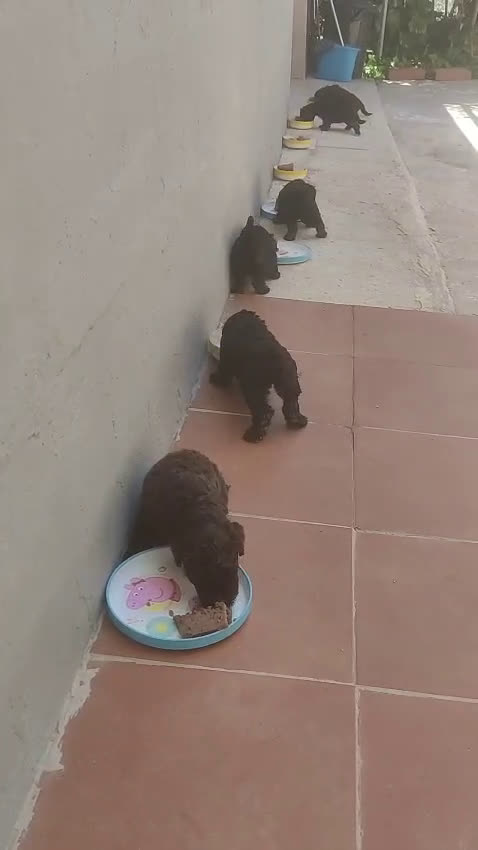 Perro de Agua Español perros en venta: Cachorros perros de agua - Video 1
