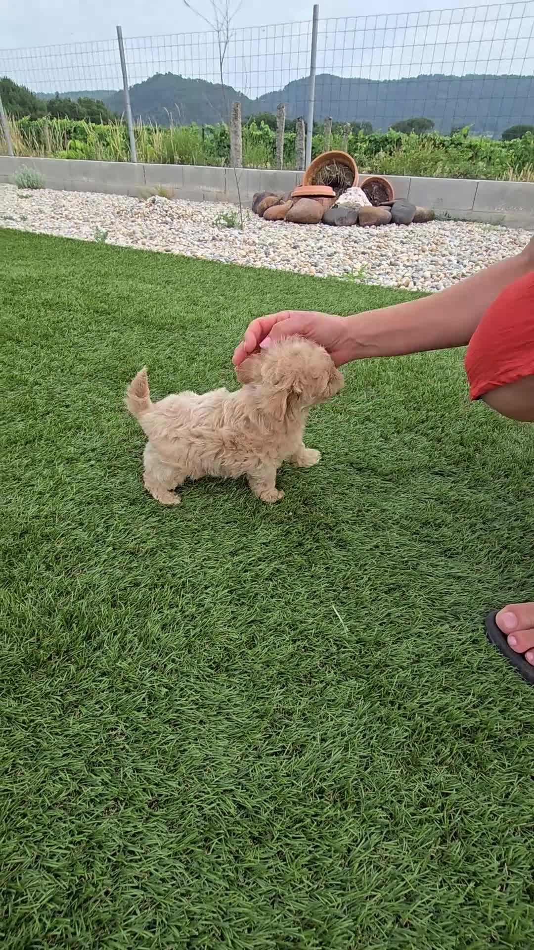 Maltipoo perros en venta: Maltipoo Toy Asiático:auténticos ositos de peluche - Video 2