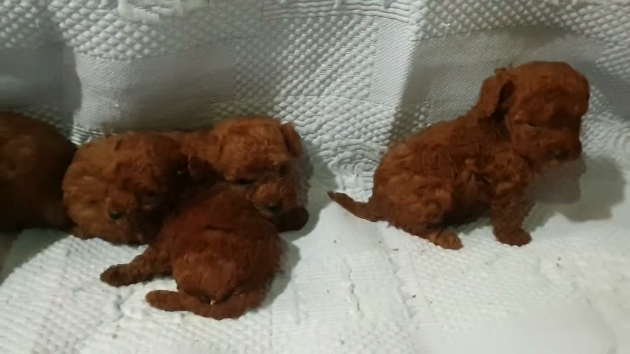 Caniche Toy perros en venta: Caniches toys 50% asiaticos con pedigree - Video 1