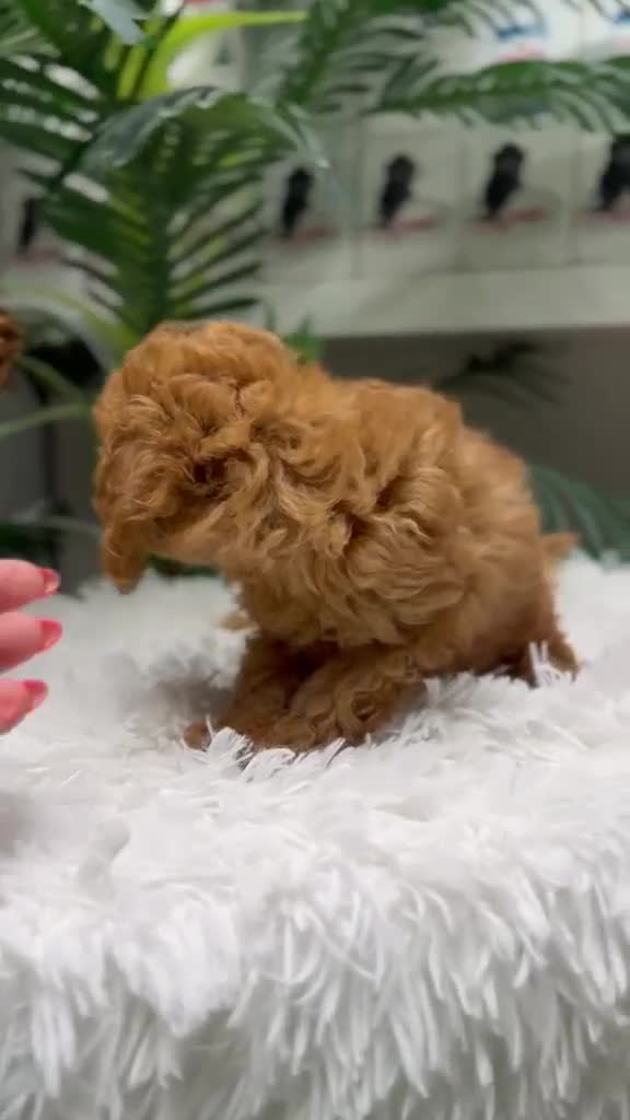 Caniche Toy perros en venta: CANICHE TOY - Video 1