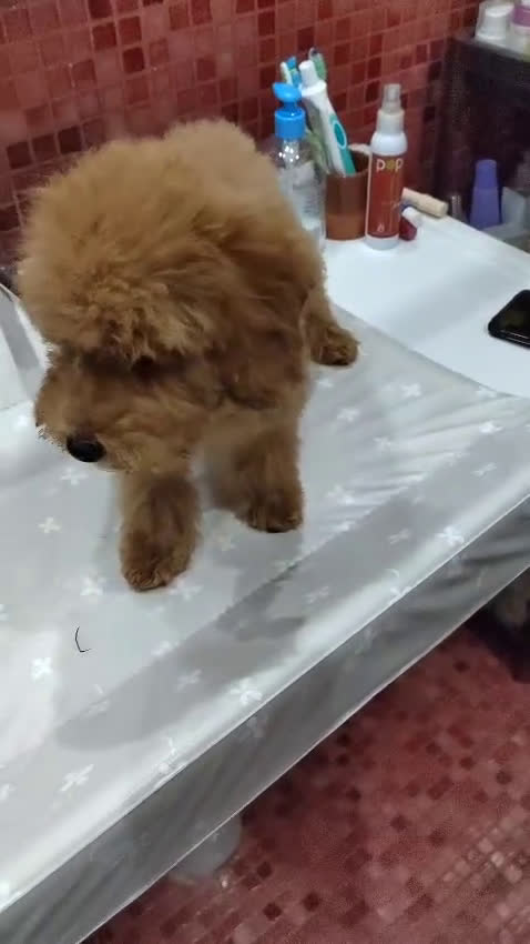 Caniche Toy perros en venta: Último Cachorro de Caniche Toy - Video 2