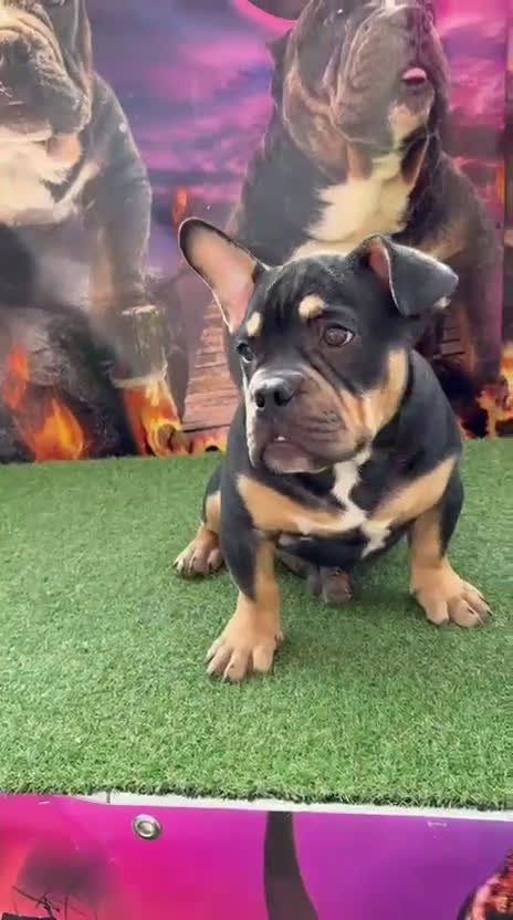 American Bully perros en venta: American Bully  - Video 1