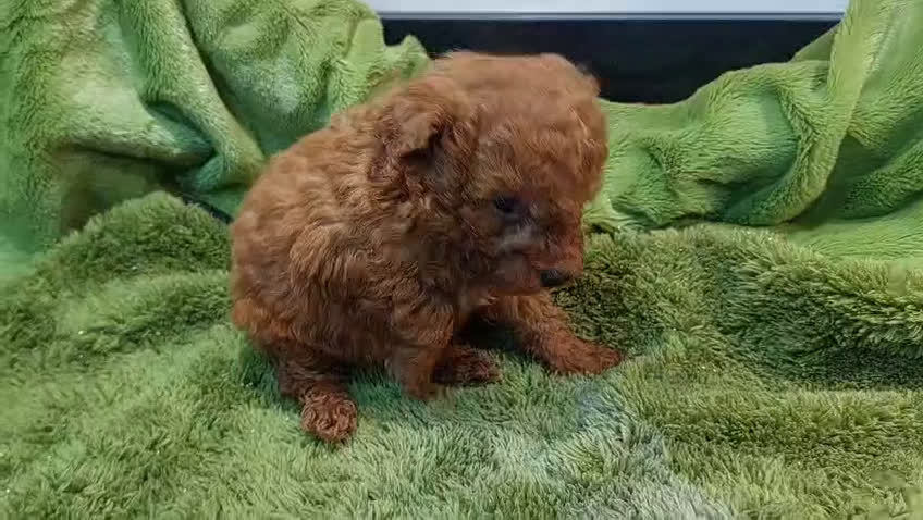 Caniche Toy perros en venta: CANICHE TOY HEMBRA EXCLUSIVA  - Video 1