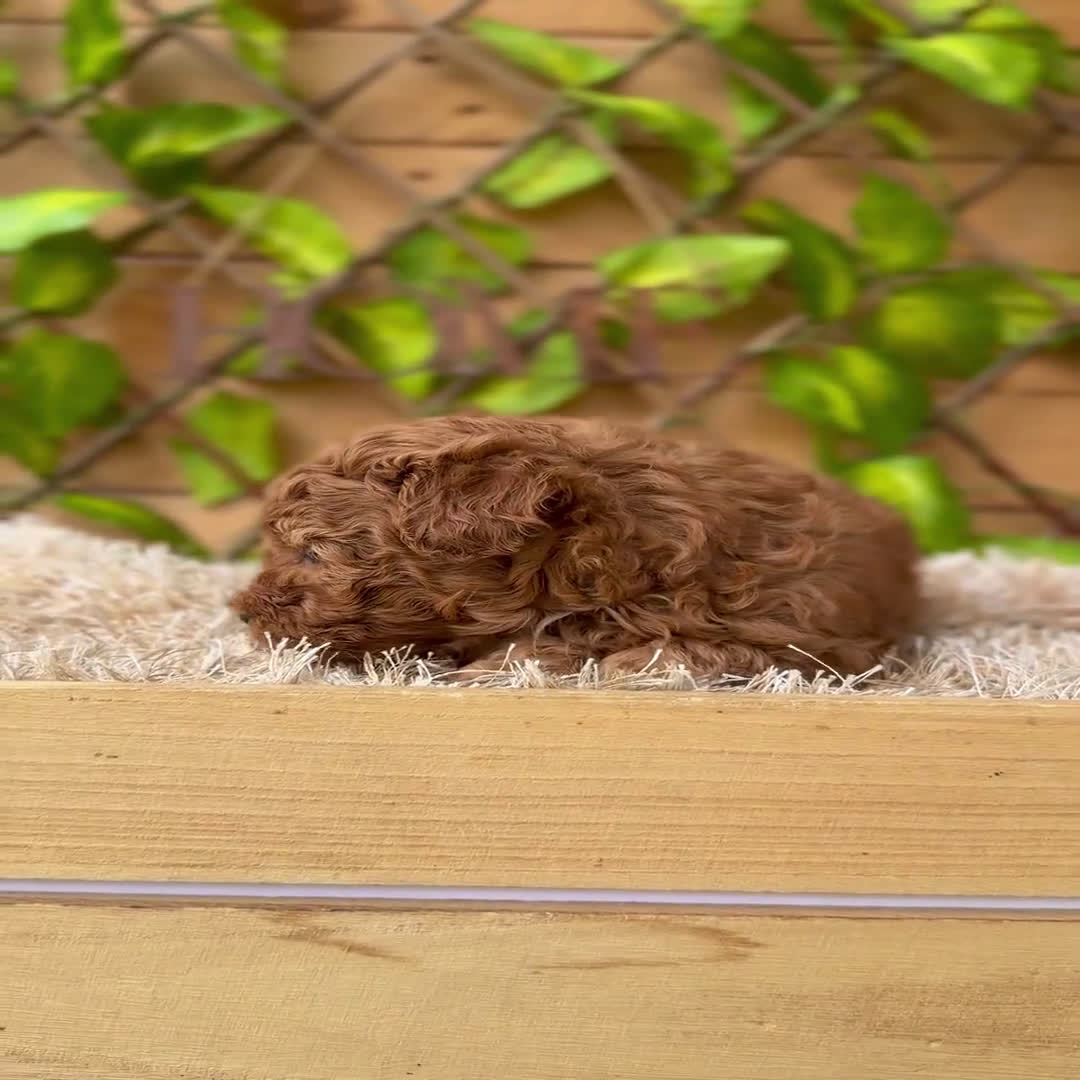 Caniche Toy perros en venta: Camada de Violet  - Video 1