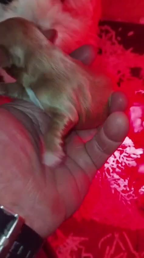 Maltipoo perros en venta: Cachorros de maltipoo toy - Video 5