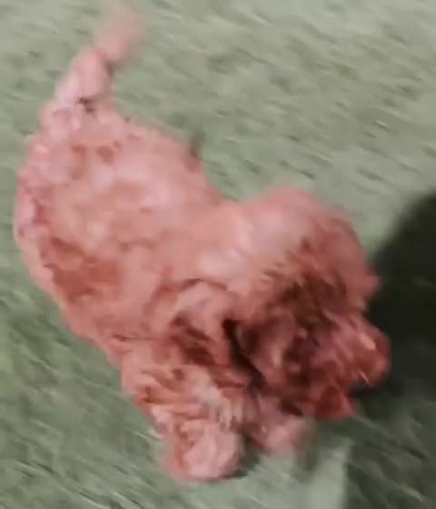 Caniche Toy perros en venta: Caniche toy macho rojo  - Video 1