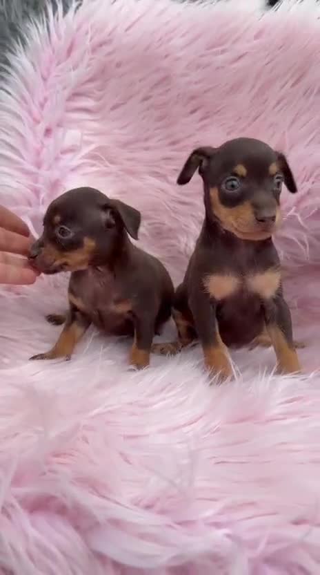 Pinscher Miniatura perros en venta: Minipincher chocolate  - Video 3