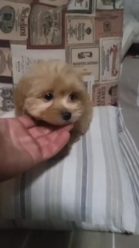 Maltipoo perros en venta: Hembra de maltipoo  - Video 1