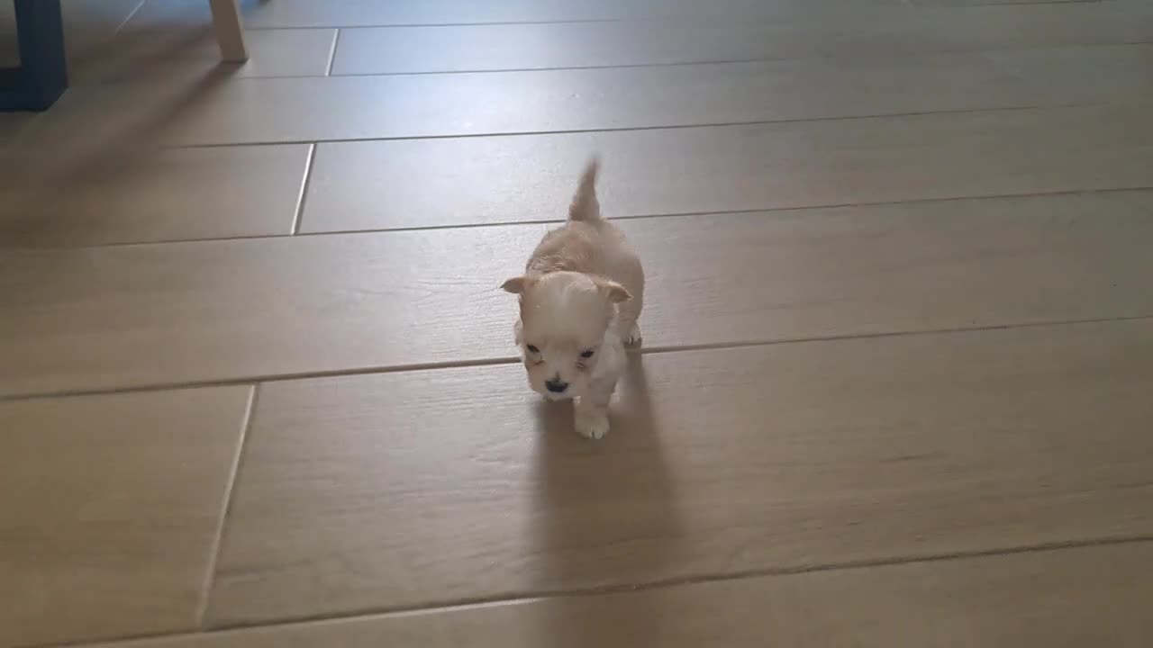 Maltipoo perros en venta: Maltipoo Toy - Video 1