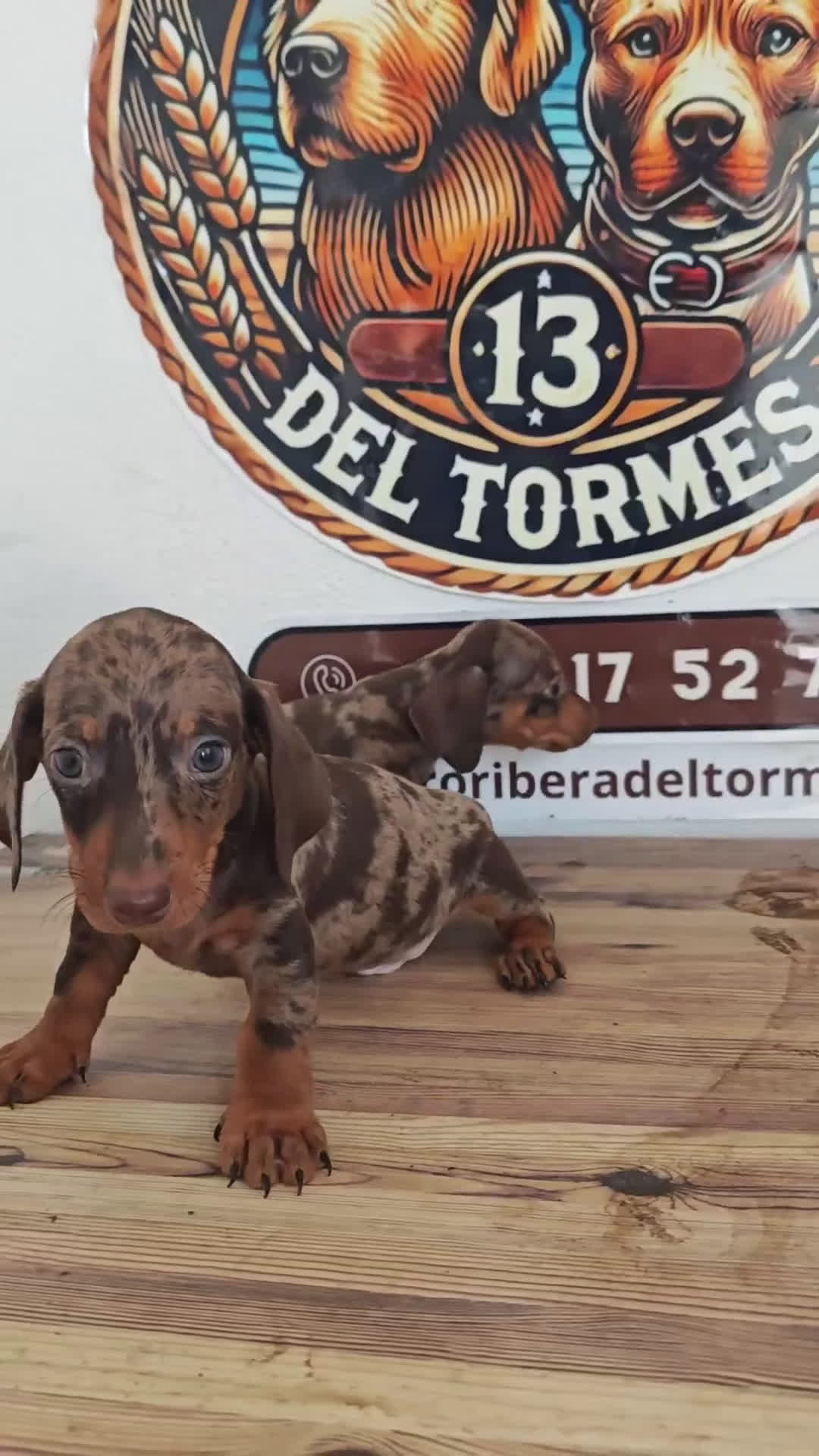 Teckel Miniatura perros en venta: Teckel kanichen chocolate  - Video 1