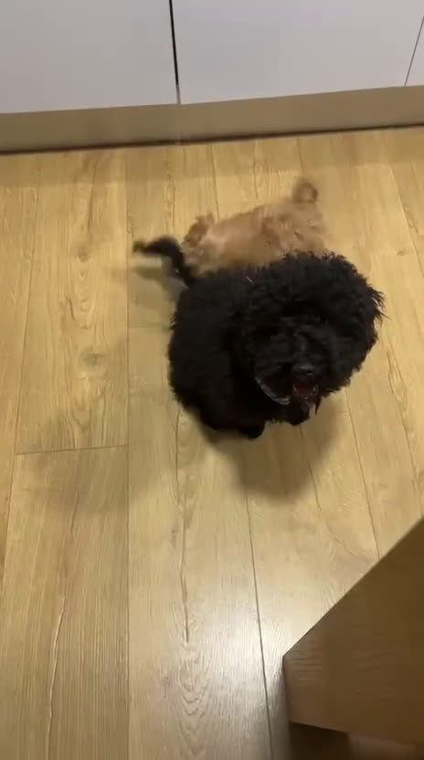 Caniche Toy perros en venta: Caniche macho  - Video 1