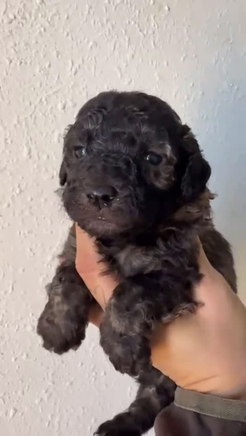 Caniche Toy perros en venta: Espectacular macho color sable - Video 2