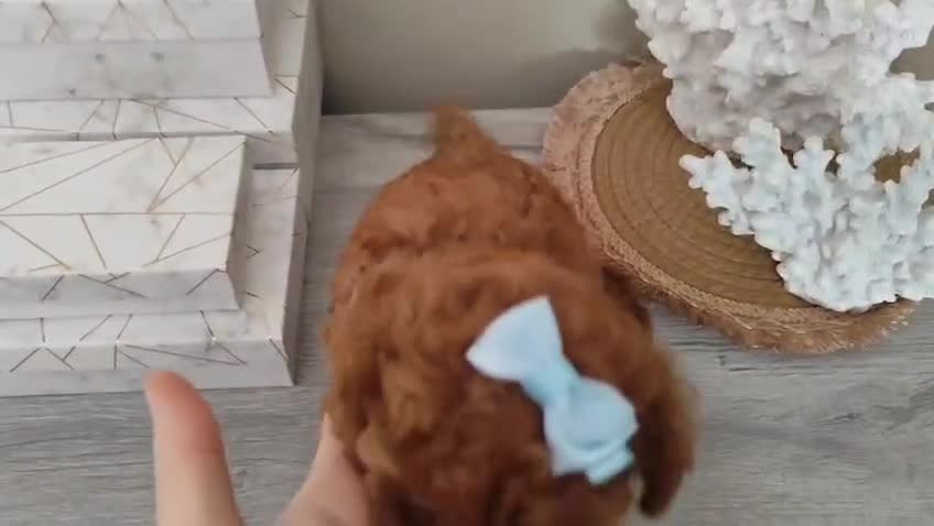 Caniche Toy perros en venta: Caniche toy toy - Video 1