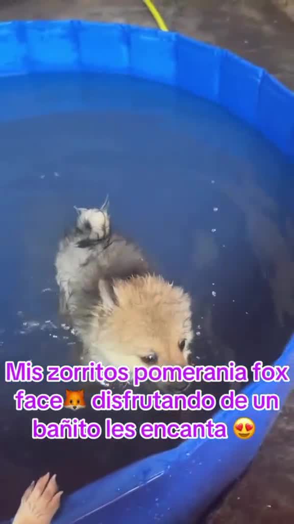 Pomerania perros en venta: Pomerania  - Video 2