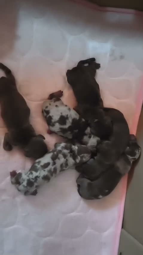 Teckel Miniatura perros en venta: TECKELS MINIATURAS PRECIOSA CAMADA  - Video 1