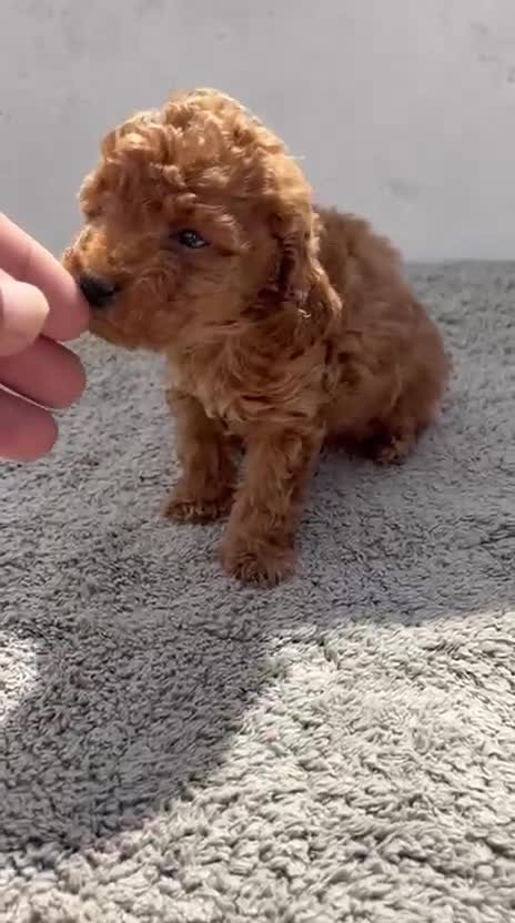 Caniche Toy perros en venta: Caniche Toy Macho  en Alicante - Video 1