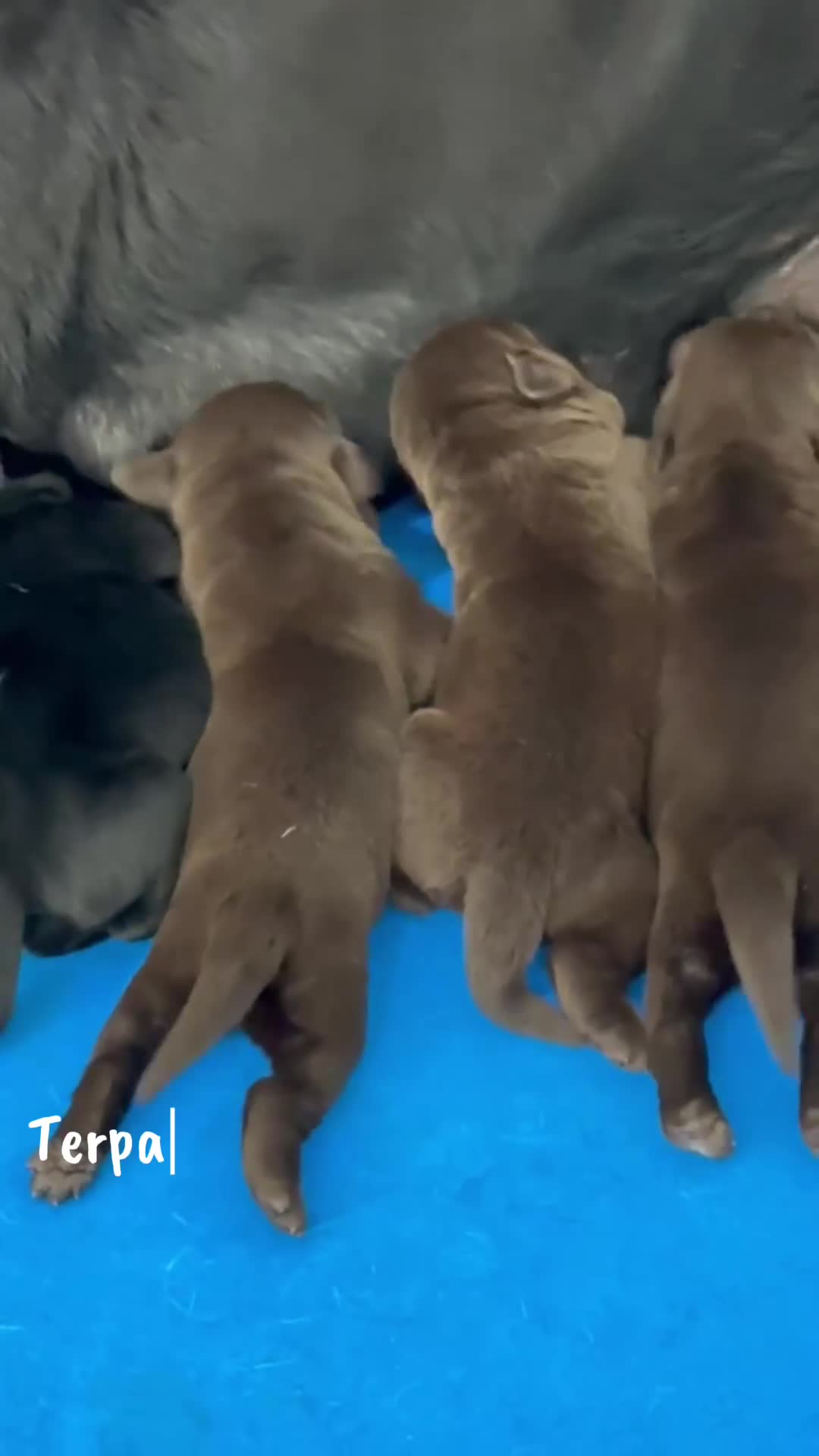 Labrador Retriever perros en venta: LABRADOR RETRIEVER CACHORROS  - Video 1