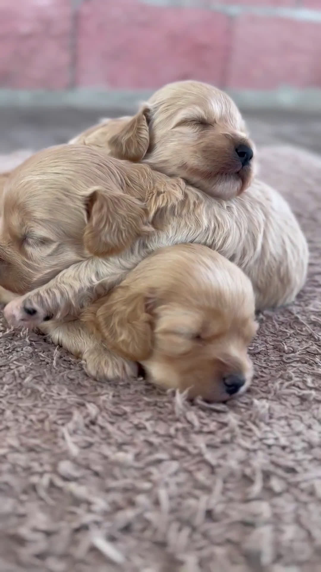 Maltipoo perros en venta: ✨ Tres pequeñas Maltipoo · 🐶 20 días de vida - Video 1