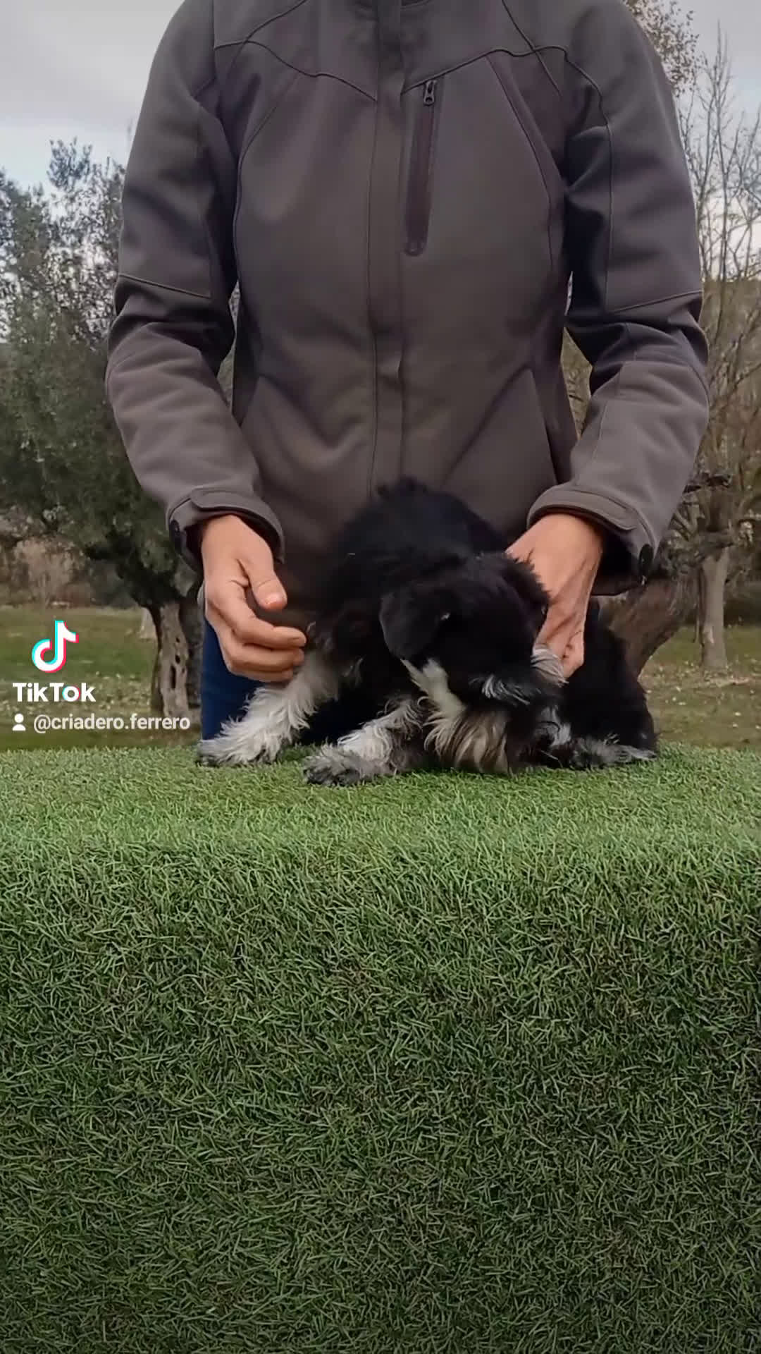 Schnauzer Miniatura perros en venta: Espectacular schnauzer miniatura negro plata  - Video 1