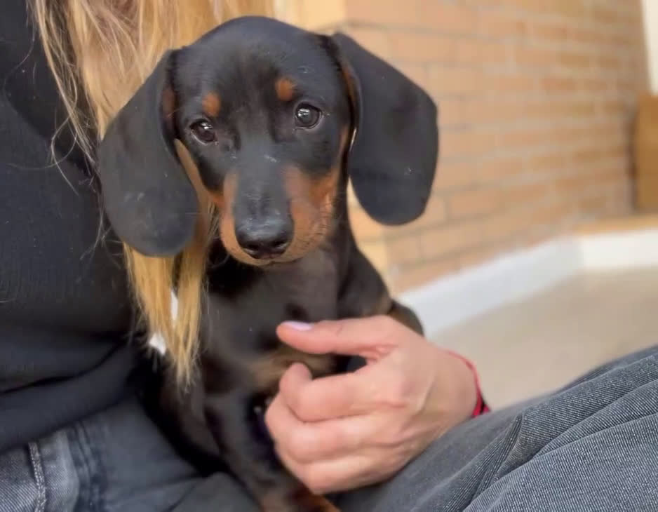 Teckel Miniatura perros en venta:  TECKEL MINI . Arlequin y negro fuego(601144783) - Video 1